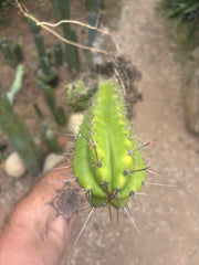 (🌶️) Lumberjack x Huaraz — Seed Grown Mini Stand