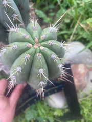 💎 SASS x Sharxx — 8” Melon Pup