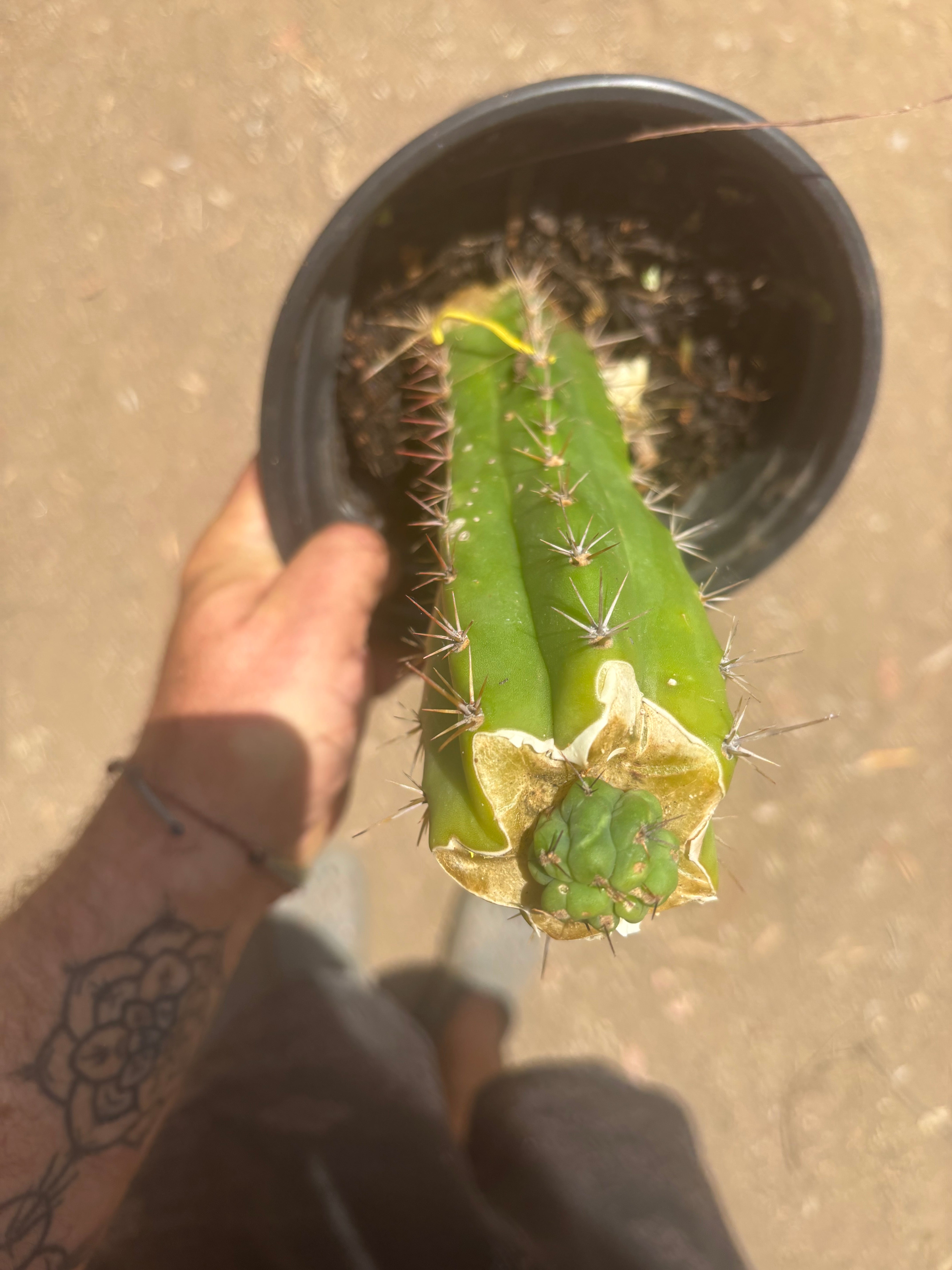 💎👑💎 Havran — Pup Graft on Seed Grown Rooted Stock