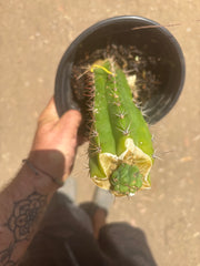 💎👑💎 Havran — Pup Graft on Seed Grown Rooted Stock