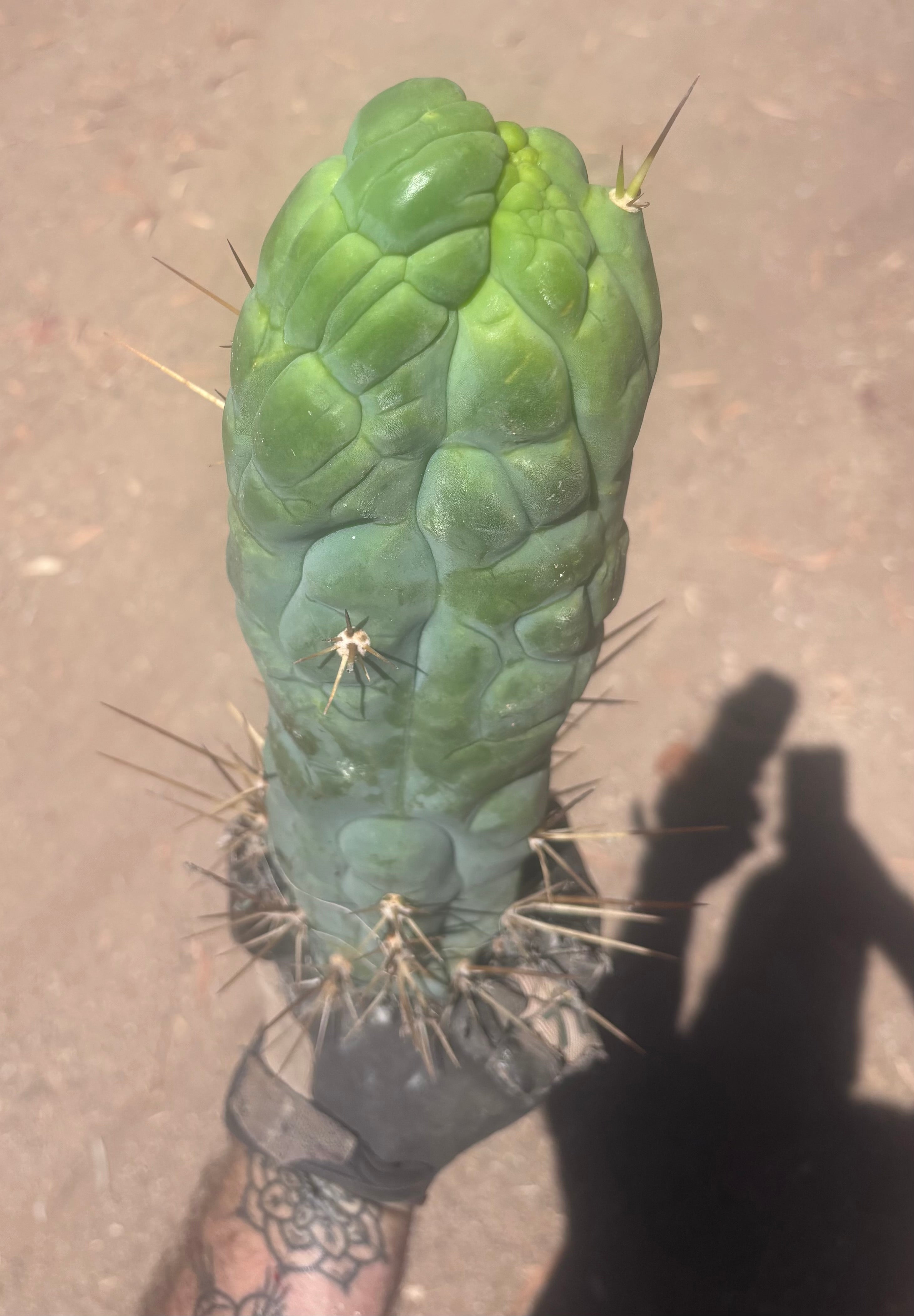 💎👑 Bruce’s Dragon — XXL 14” Tip