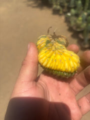 💎🔰💎 Crested Variegated Pachanoi — Perfect Color Split Crest w/ Roots