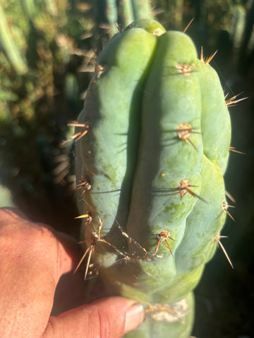 💎👑💎 Q-Tip — Chonky 6” Tip