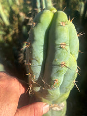 💎👑💎 Q-Tip — Chonky 6” Tip