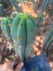 👑🌶️🌶️ Pala — 9” Tip
