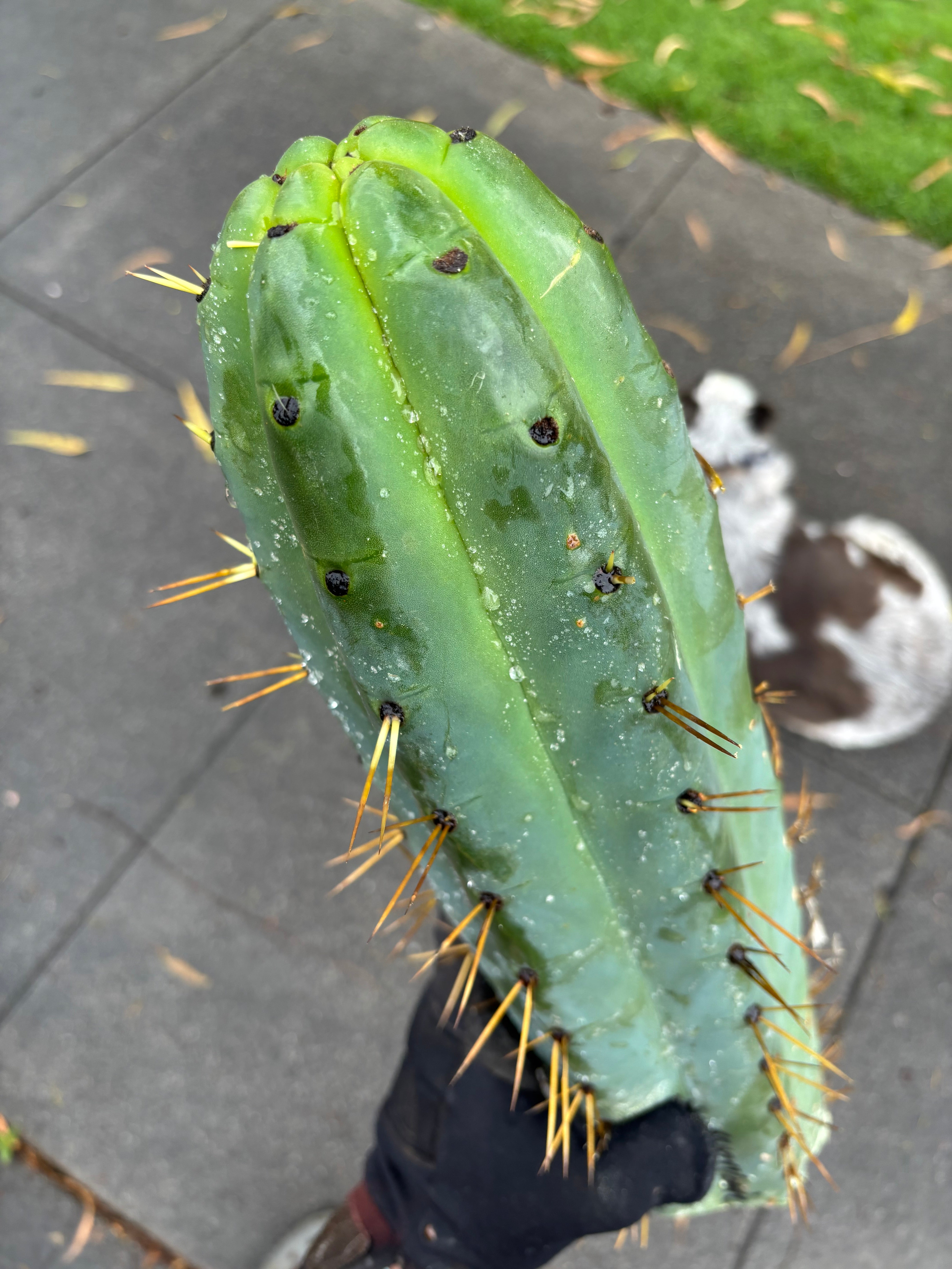 💎🌶️ SS02 x Yowie  — Massive 11” Tip