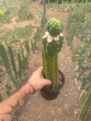 💎👑💎 Havran — XL Established Graft on Rooted 15” PC