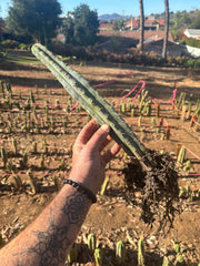 👑🌶️🌶️ Kate’s Bridge — 12-14” *Rooted* Tips