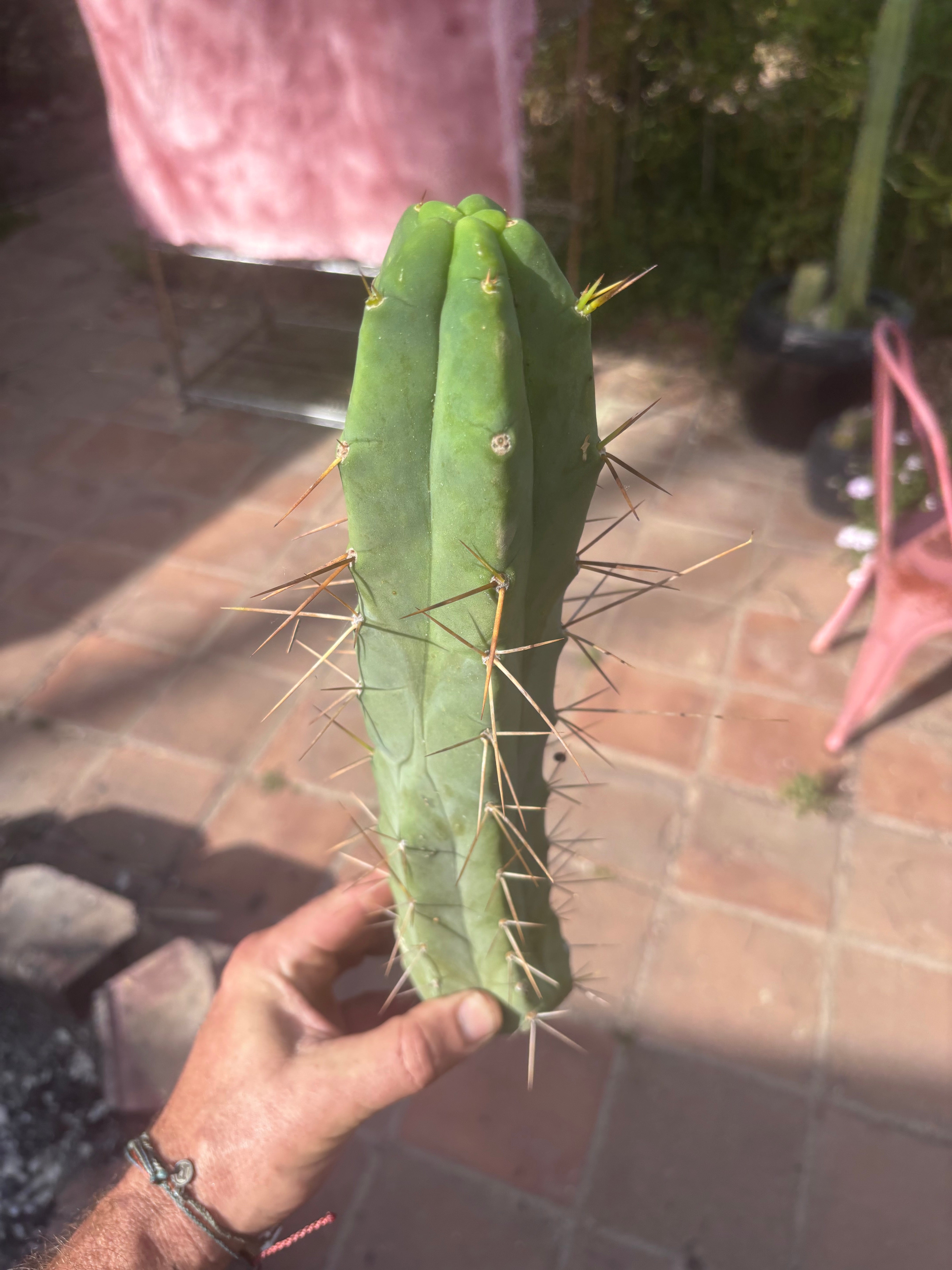 👑🌶️ TBQM  — 14” Tip