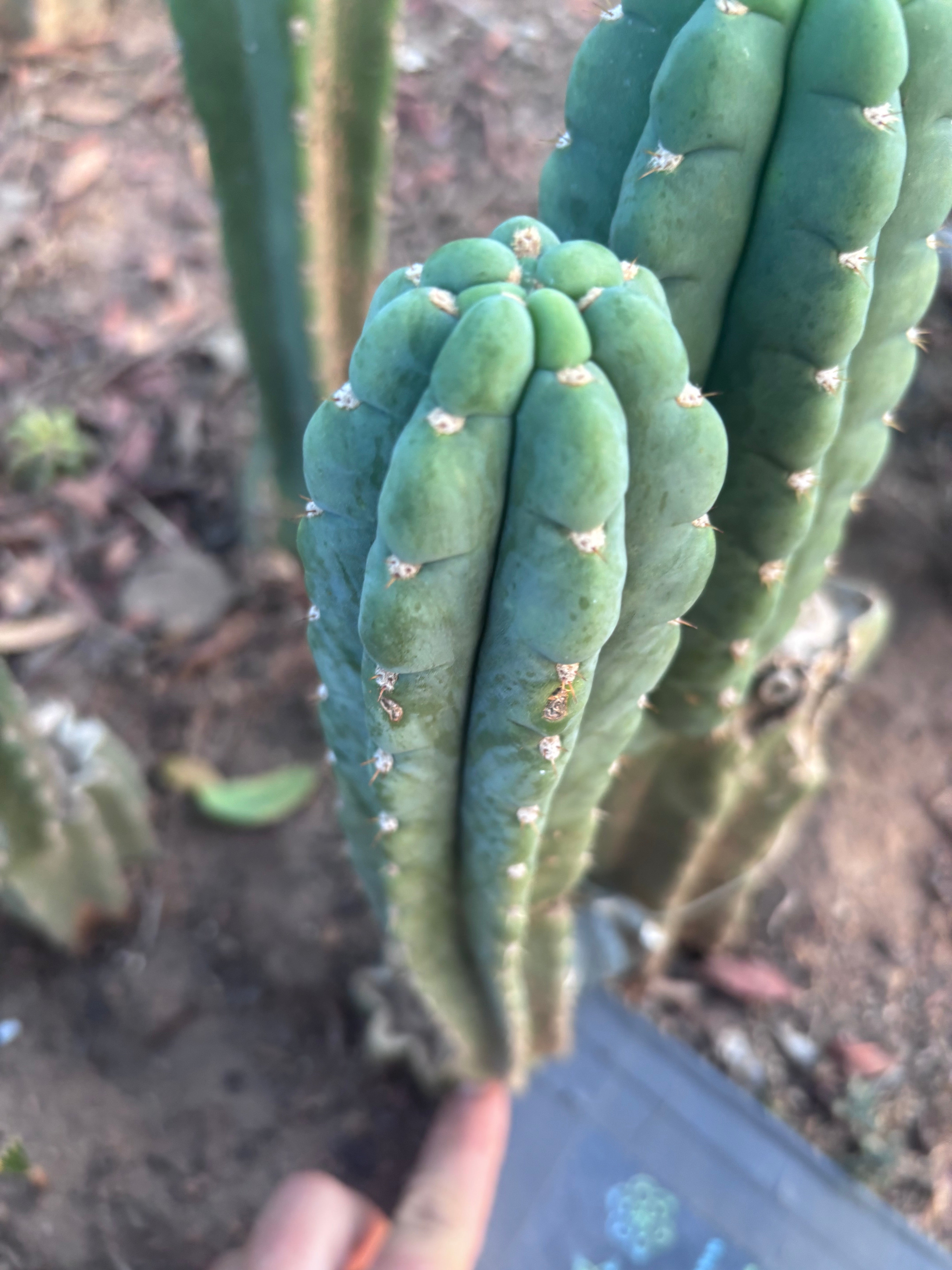 💎👑🌶️  Ichoca — 10” Pup