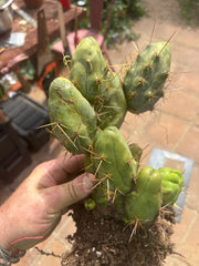 👑🌶️🌶️  TBM  Clone B — XL Rooted Cluster