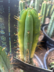 💎👑🌶️ MJC01  — 6” Vari Tip