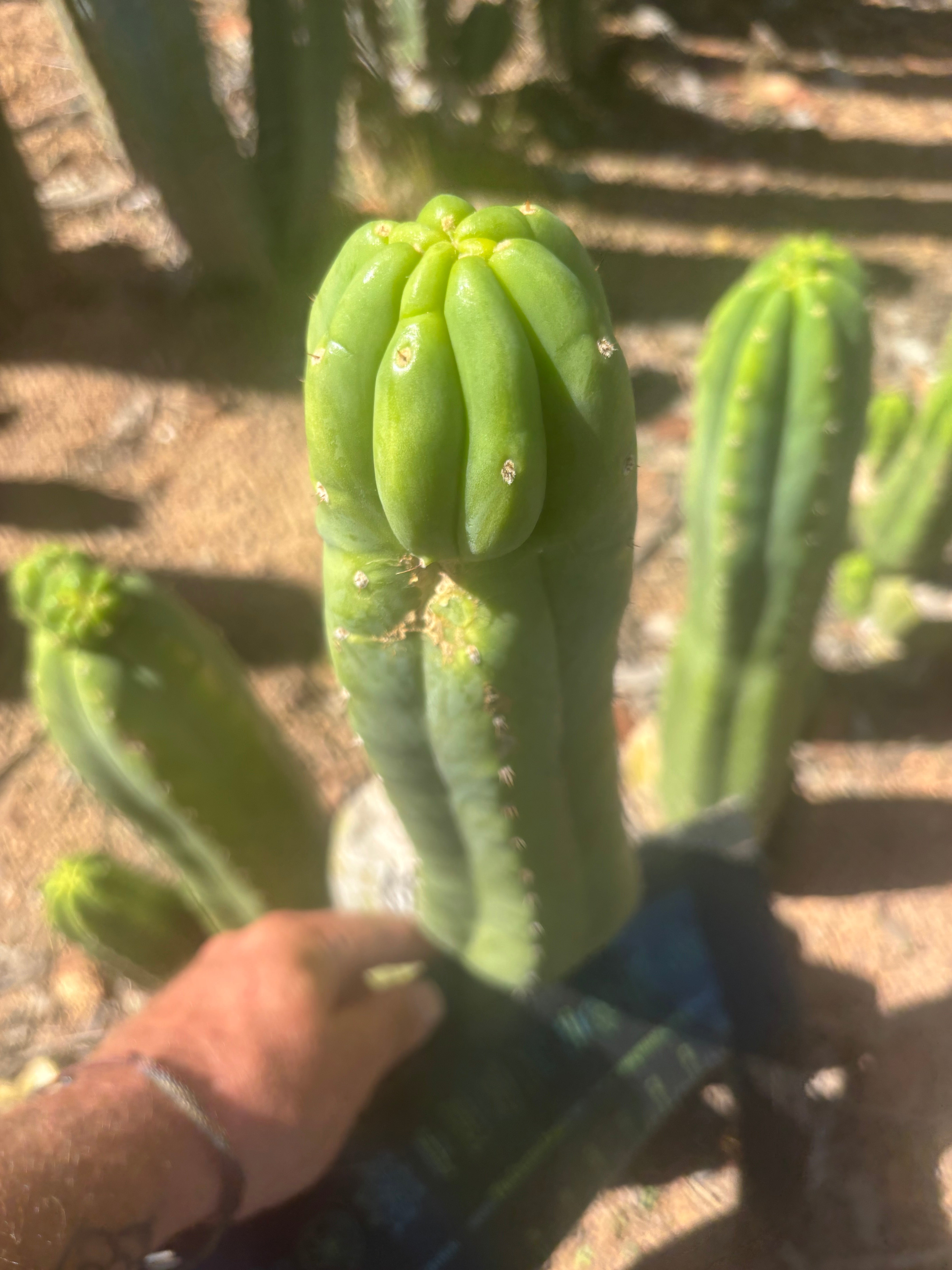 👑🌶️🌶️ Ogun — 12.5” Pup