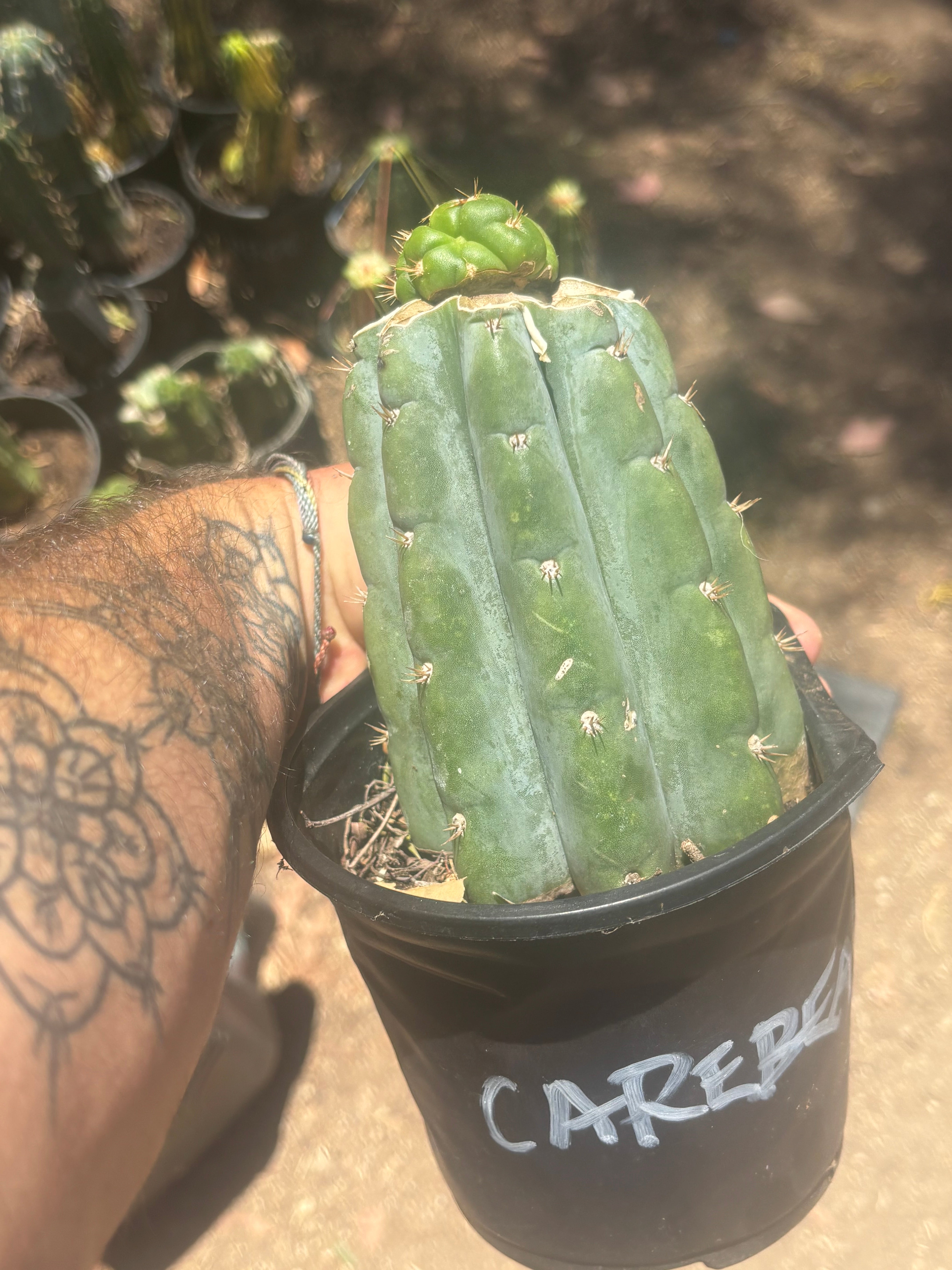 💎👑💎🌶️ CareBear — Graft on Rooted Shine01