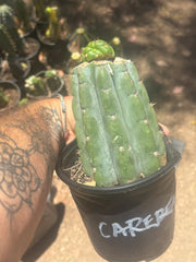 💎👑💎🌶️ CareBear — Graft on Rooted Shine01