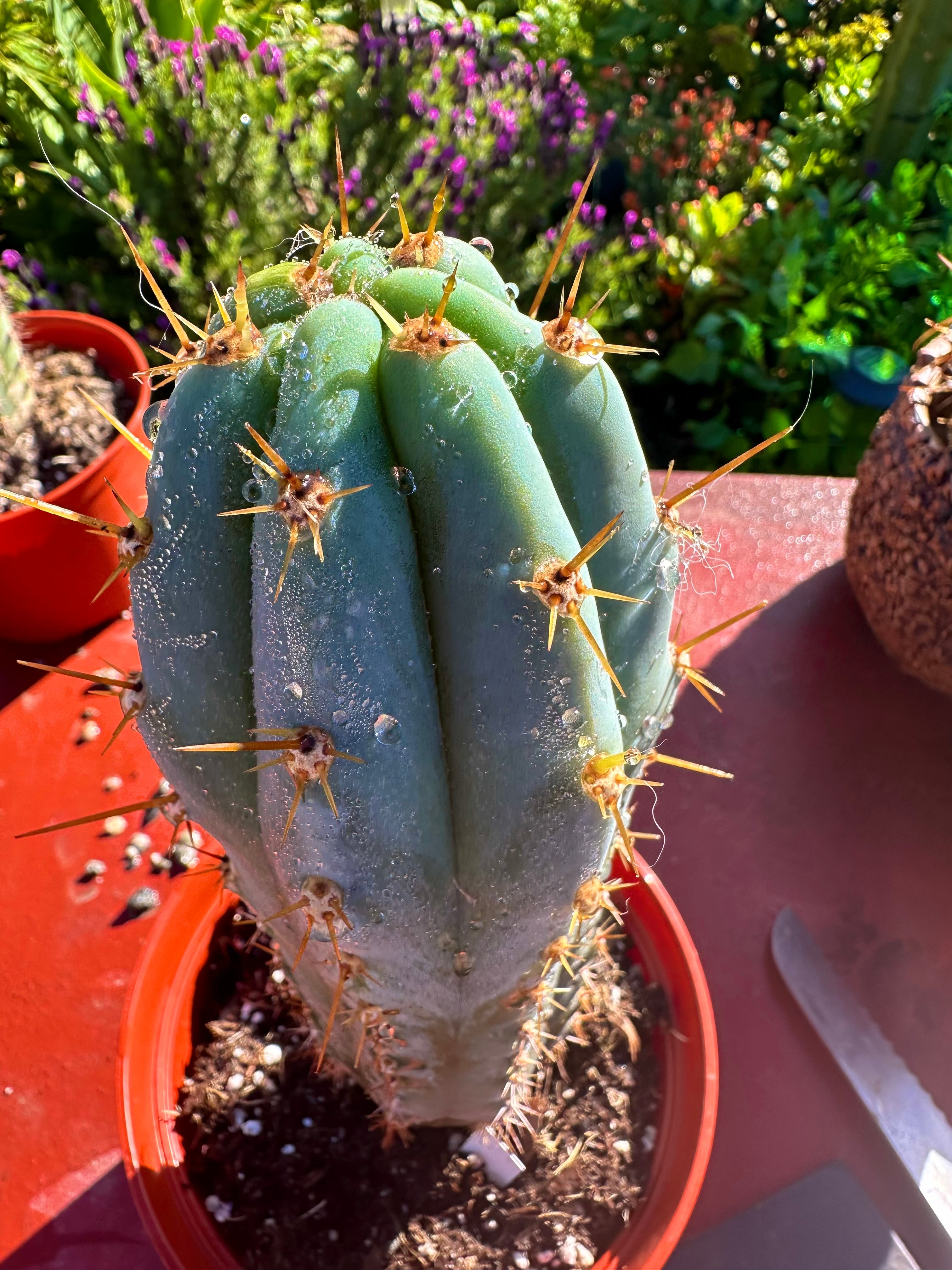 👑💙 Icaros Peruvianus  — Rooted 8” (2)