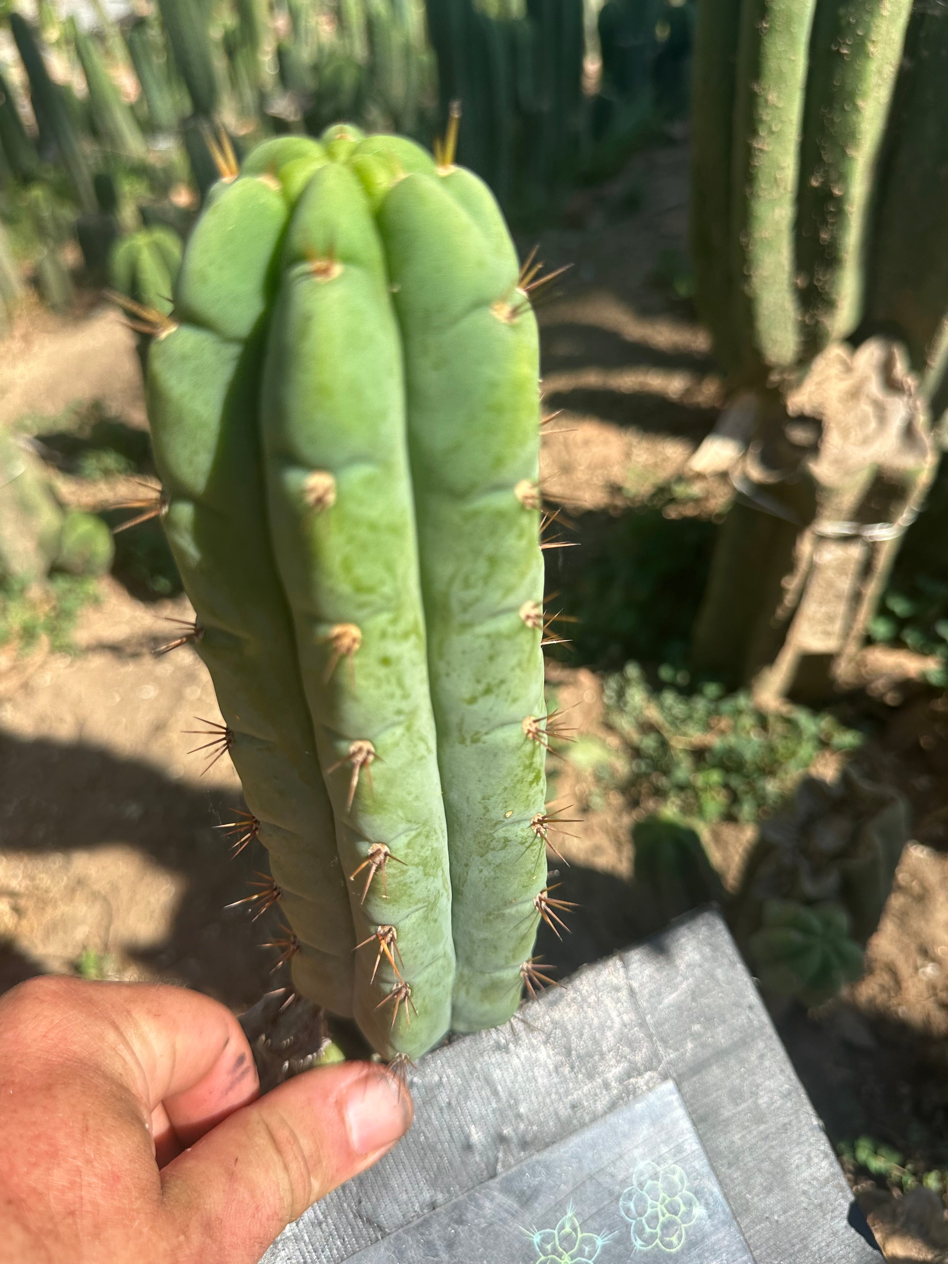 💎👑🌶️🌶️ Austy’s Bomb (Again!) — 8” Pup