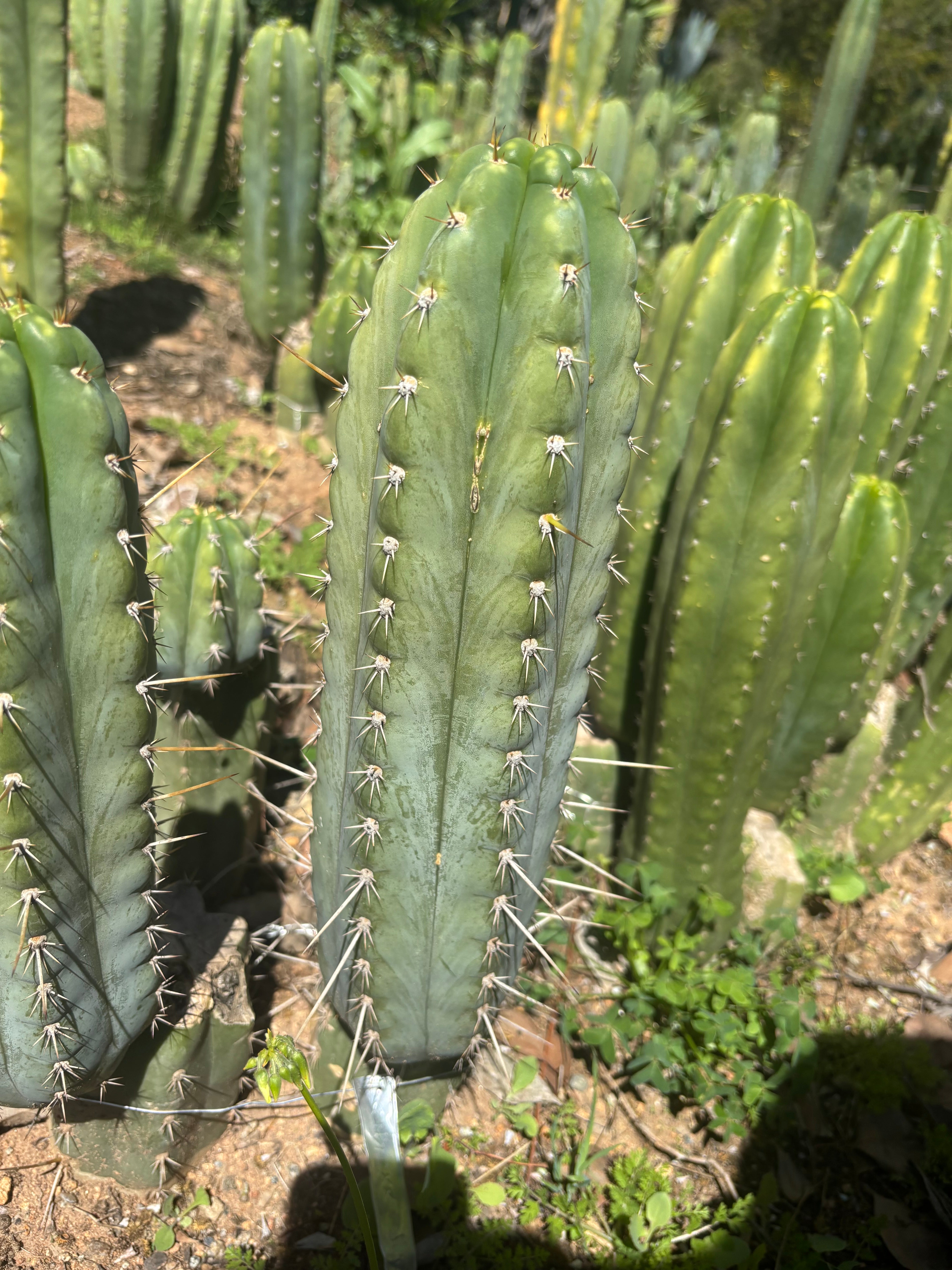 💎 Rosei 2 x Kimnach  — XL Fat 12” Pup