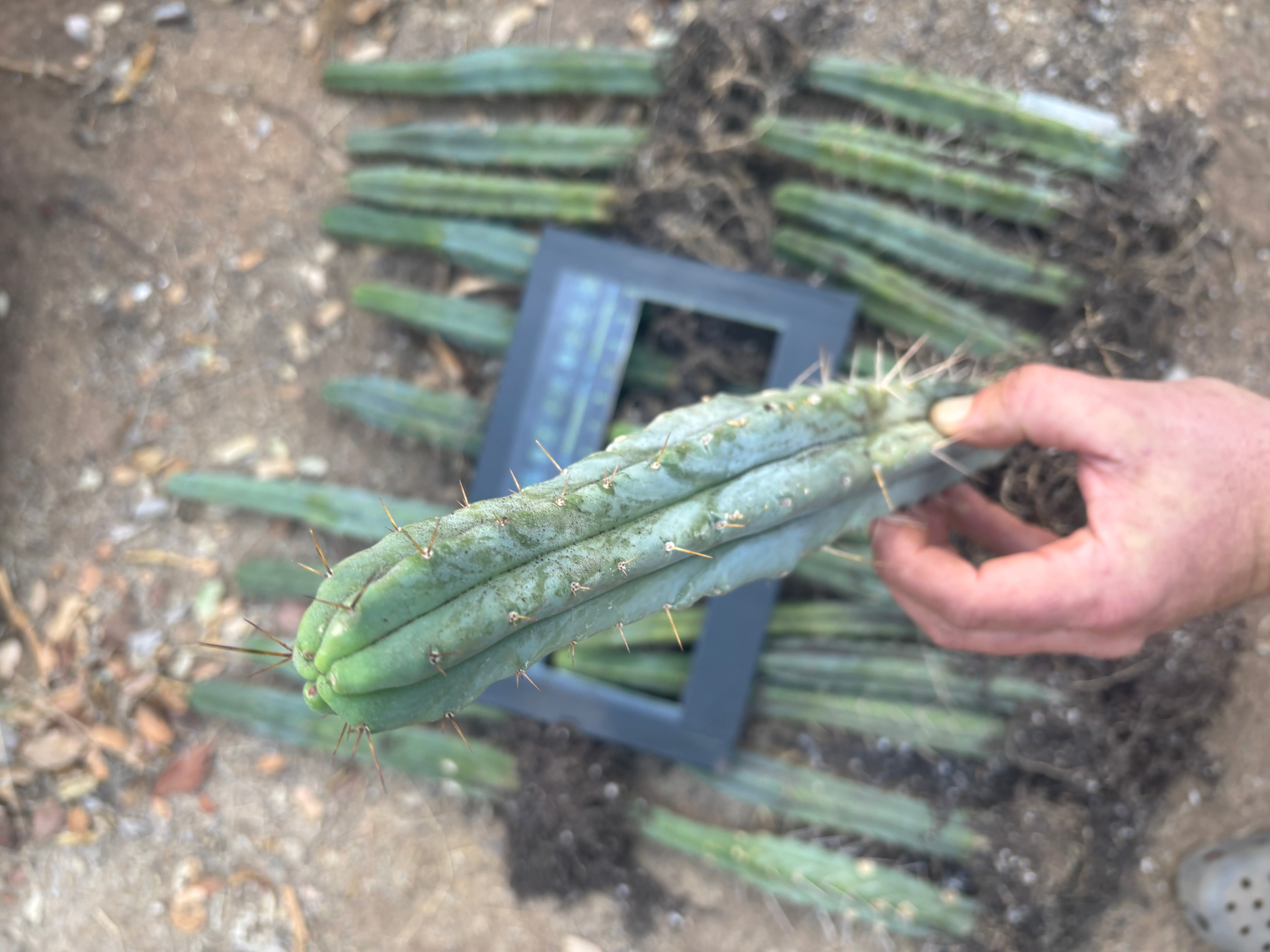 👑🌶️🌶️ Kate’s Bridge — 12-14” *Rooted* Tips