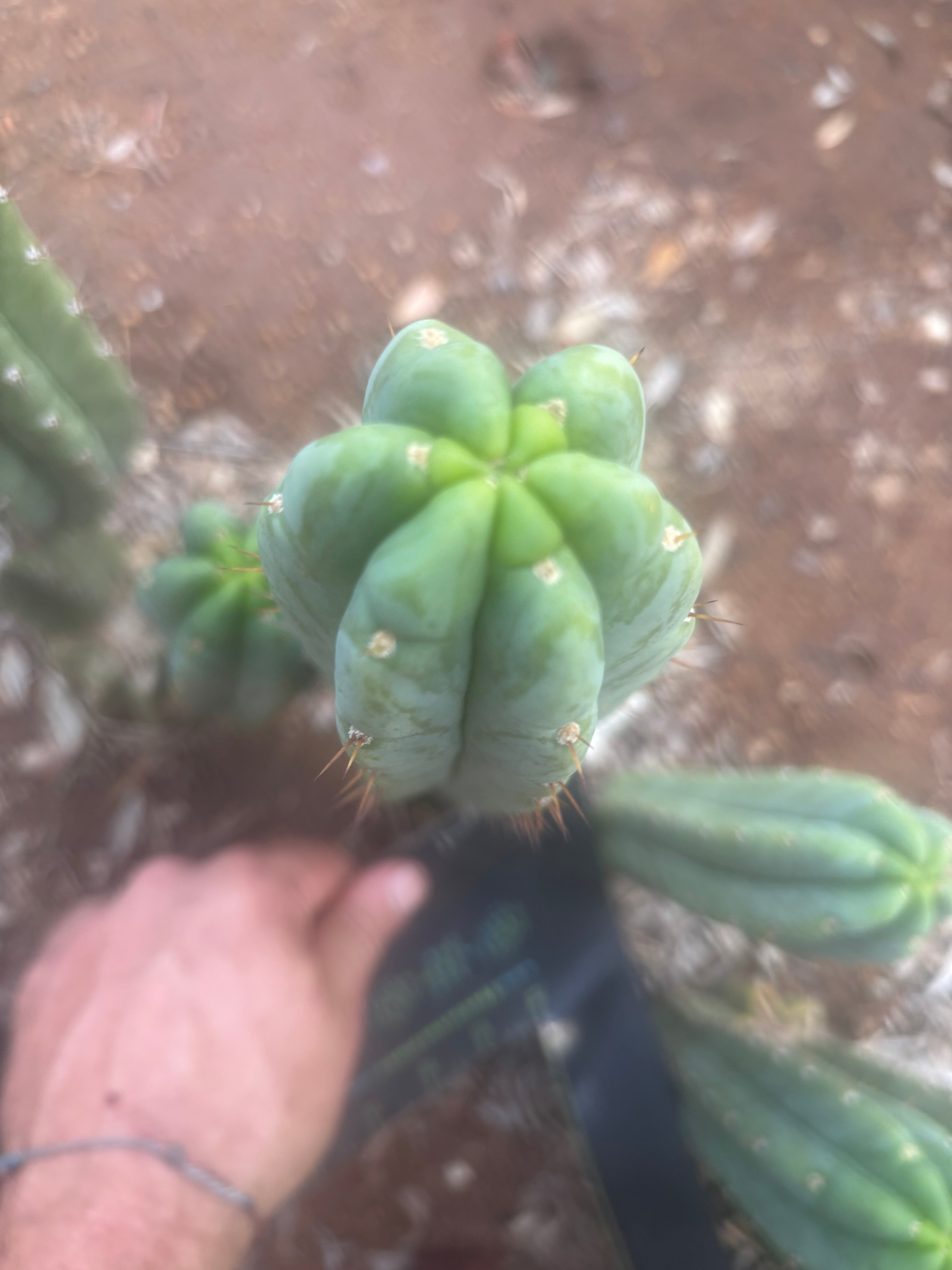 👑🌶️🌶️ Austy’s Bomb — 10” Tip