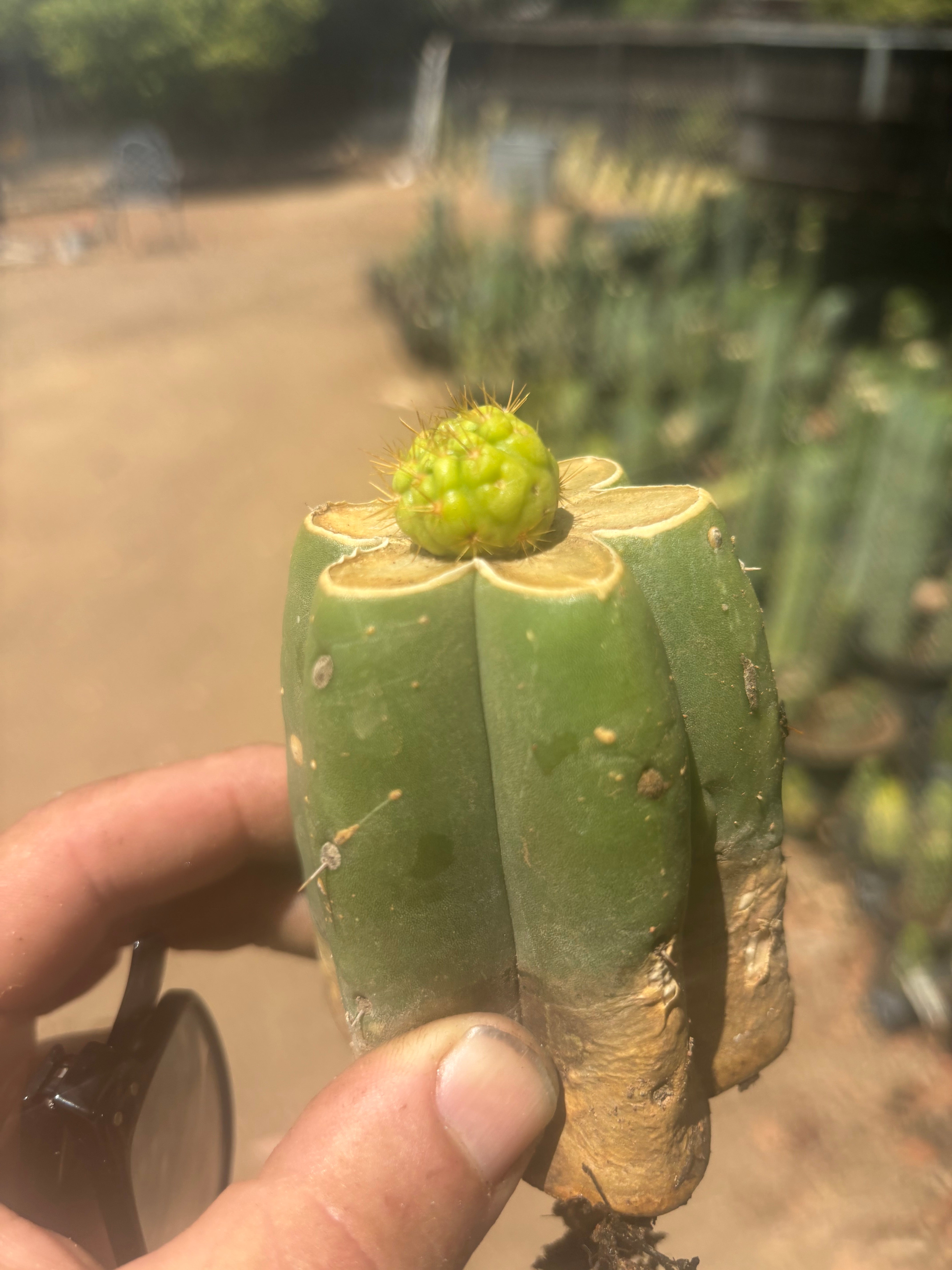 👑 Hulk’s Balls — Graft On Pierre