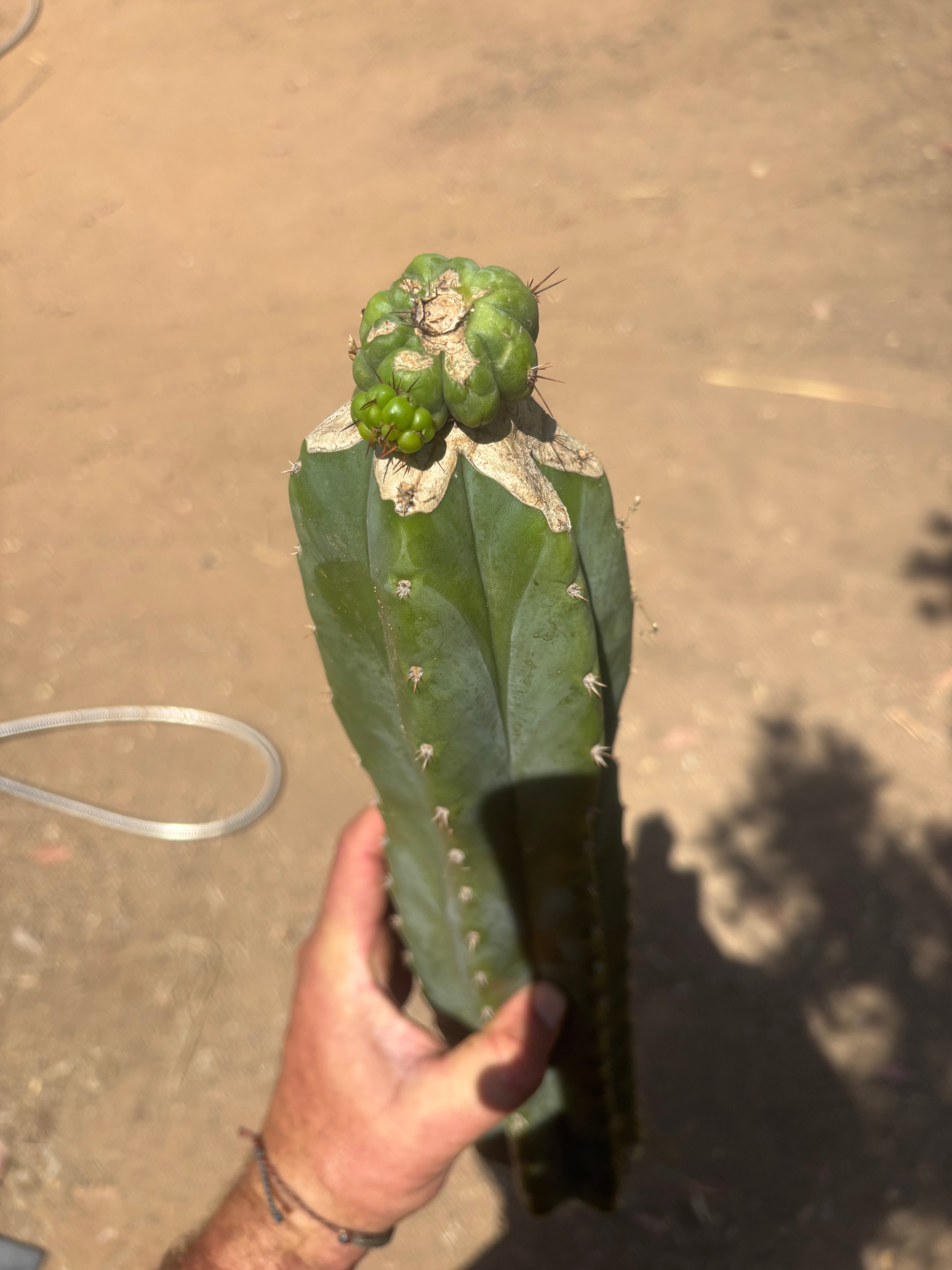 💎👑💎 Havran — XL Butt Graft w/ Pup