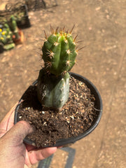 💎👑💎 Tulhuay — Rare Magenta Flower — Rooted Slab Graft w/ Pup