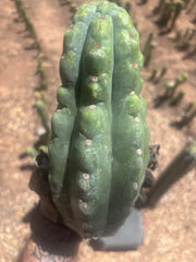 💎👑🌶️  Ichoca — Beefy 9” Tip