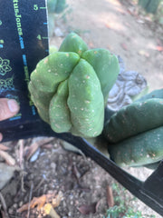 💎👑💎🌶️ Ferah — Fourwang Chub Muffin