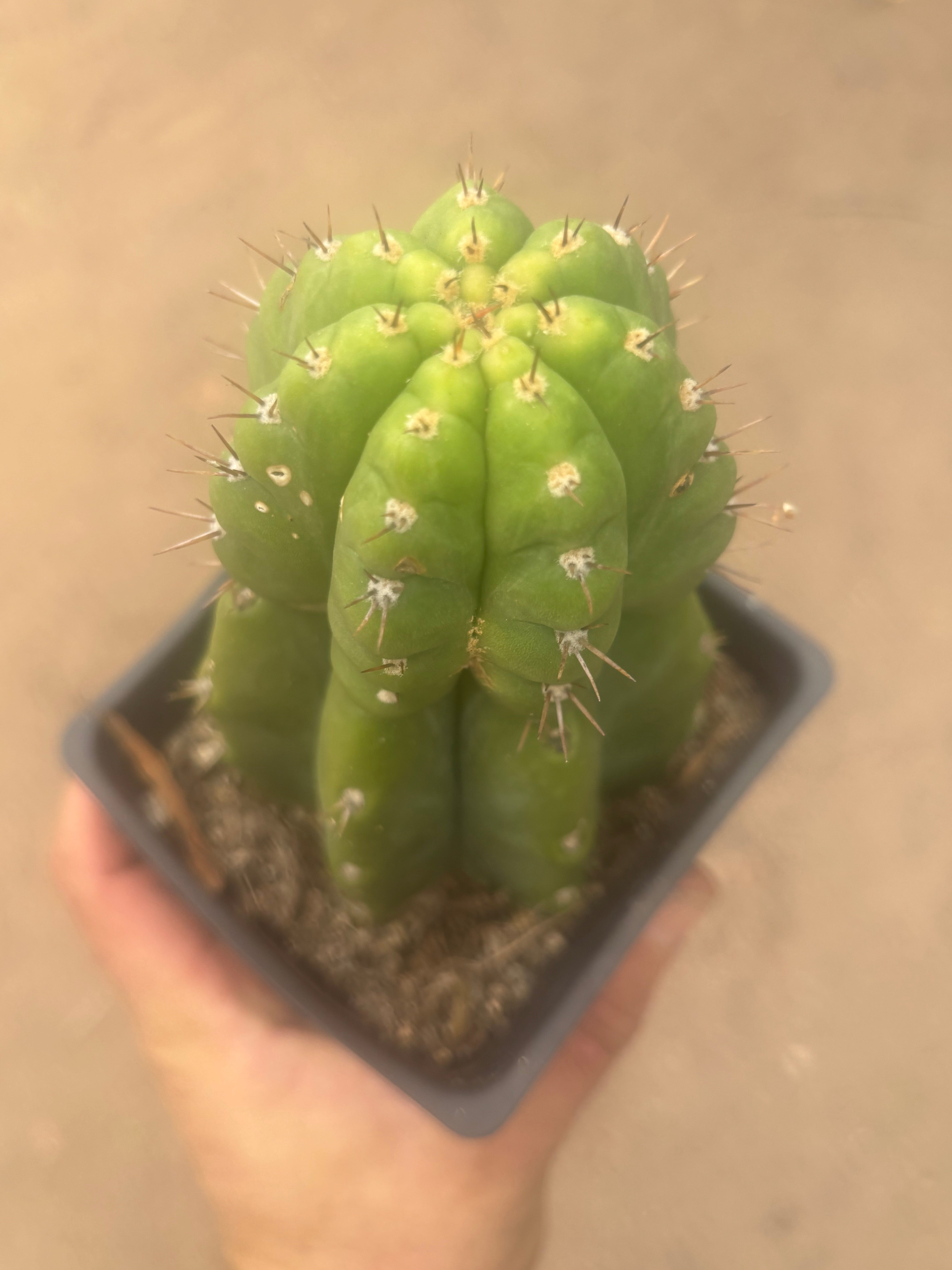 💎👑💎 Parque de Leyendes —BK08611.4 Clone A —  “Work of Art” Tip Graft on Rooted Stock
