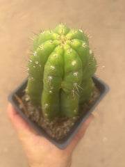 💎👑💎 Parque de Leyendes —BK08611.4 Clone A —  “Work of Art” Tip Graft on Rooted Stock