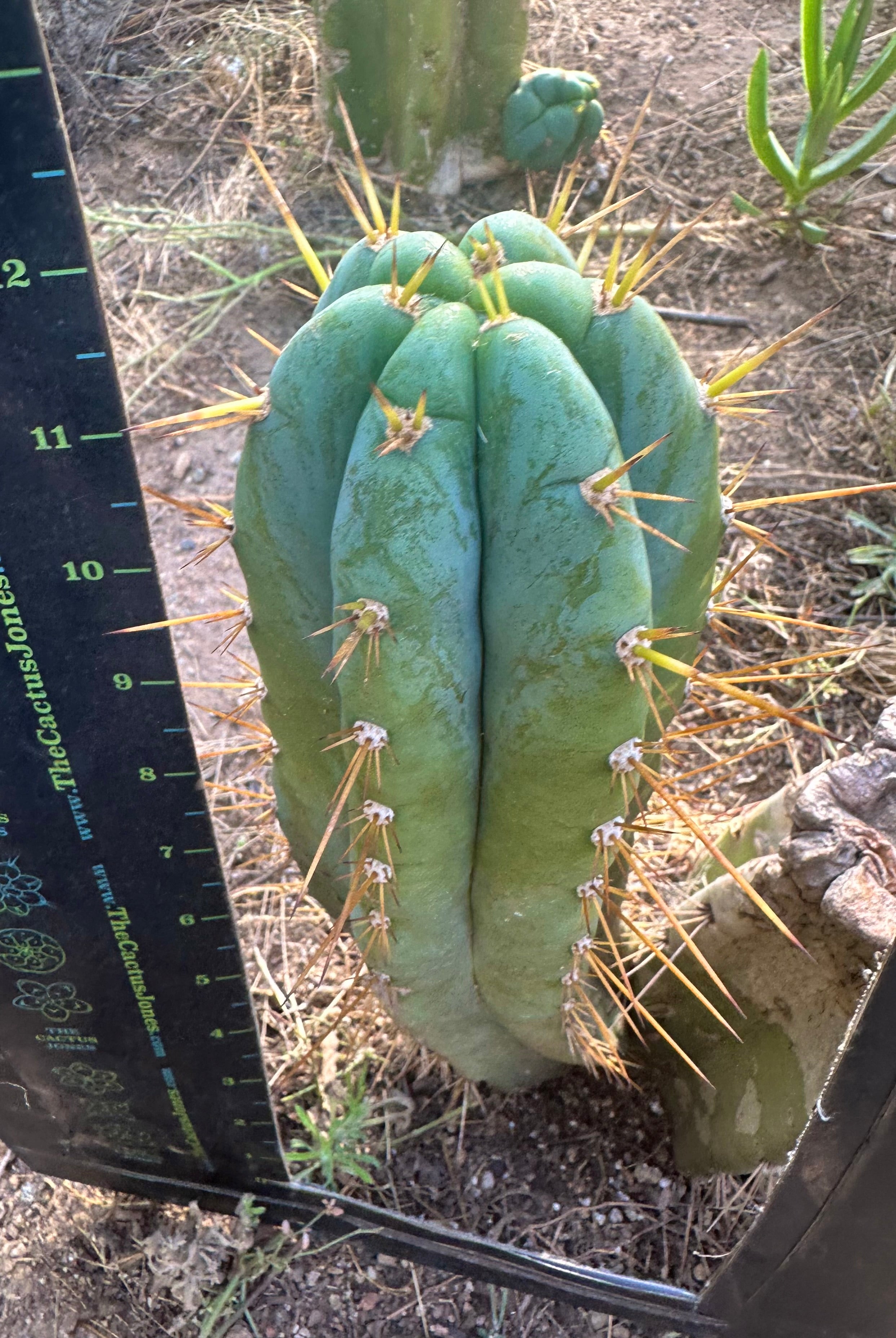👑 Lotusland Huanucoensis — Fat 12” Pup