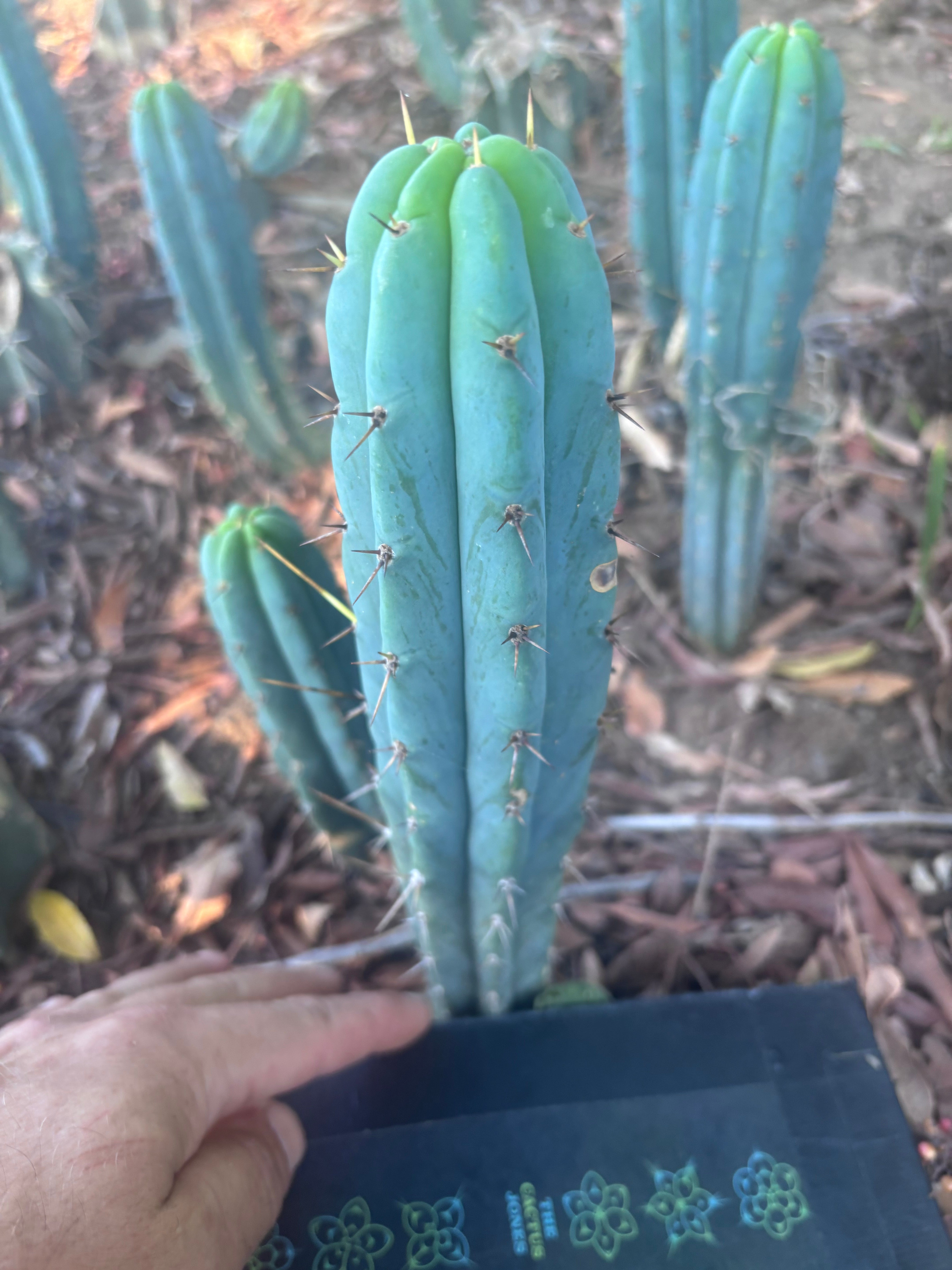 👑🌶️🌶️ Pala! — 9” Tip