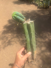 👑🌶️🌶️ Eileen — XL Rooted 15” Mid with Pup