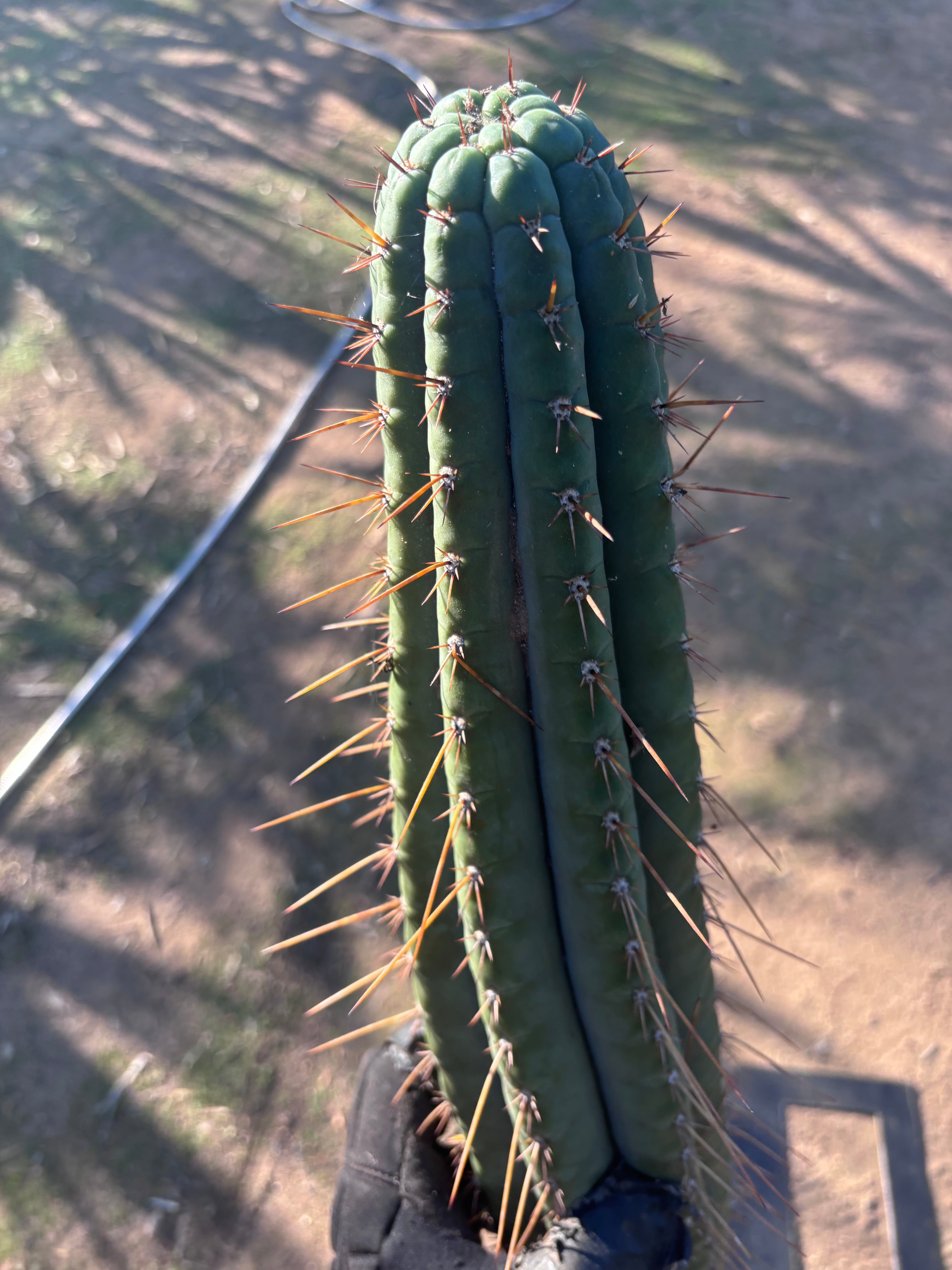 👑🌶️💎 Xochi — XXL 21” Tip