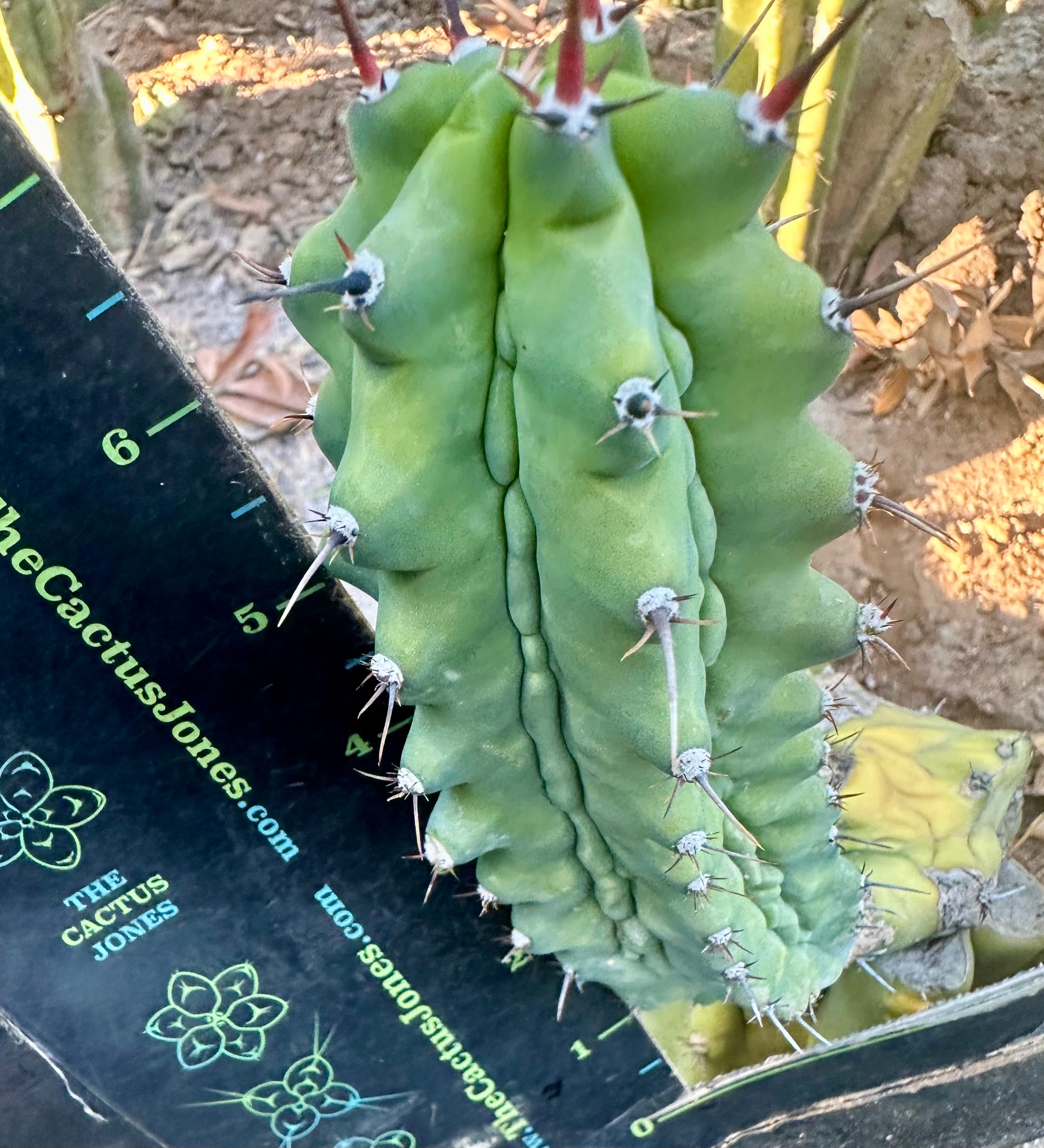 👑💎 Grecas — 7” Pup