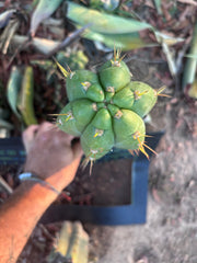 👑🌶️ Maranonensis — Thick 12” Pup