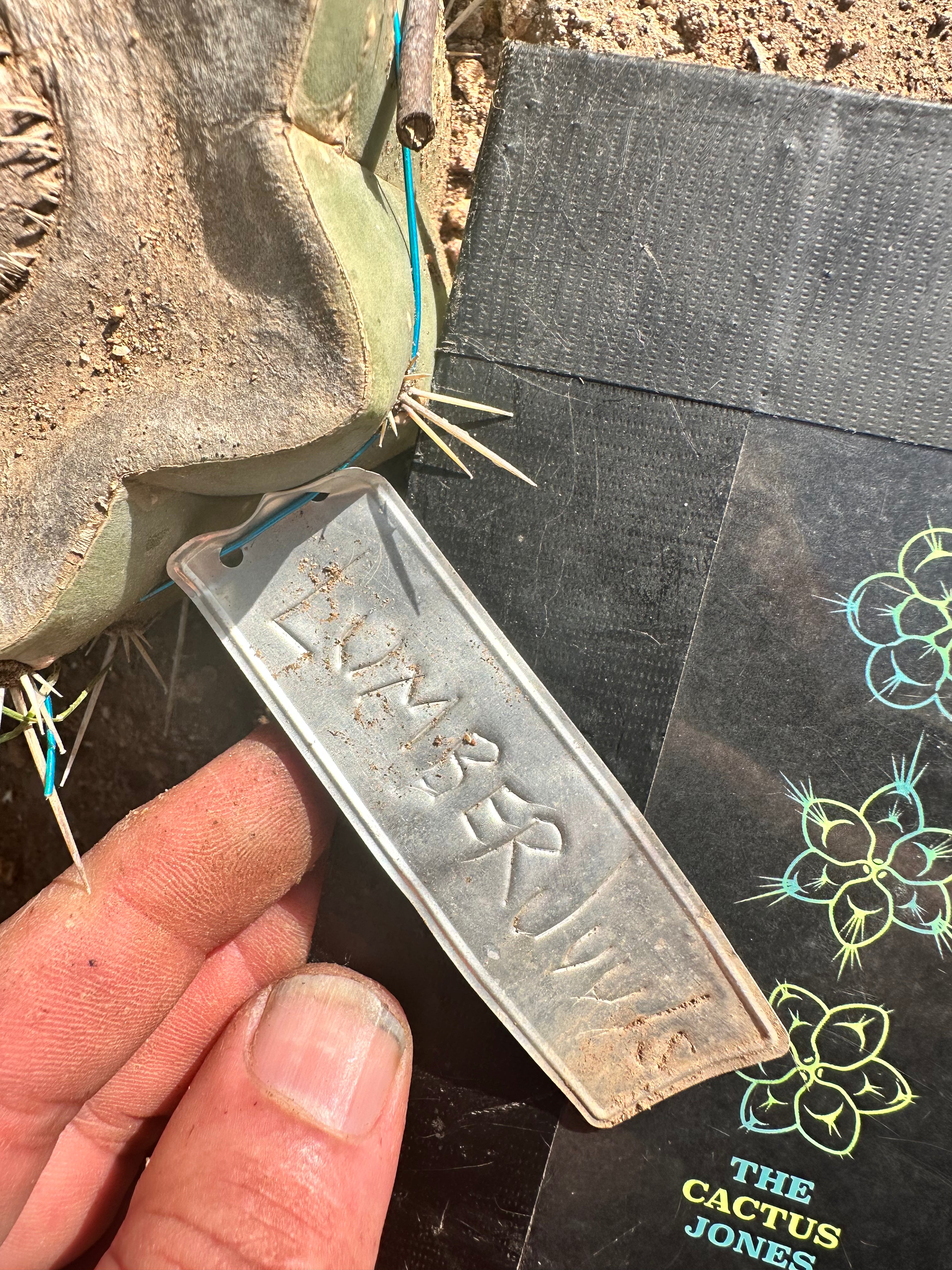 Lumberjuuls — 12” Tip