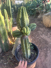 💎👑💎 Havran — Biggest Rooted Graft Ever!