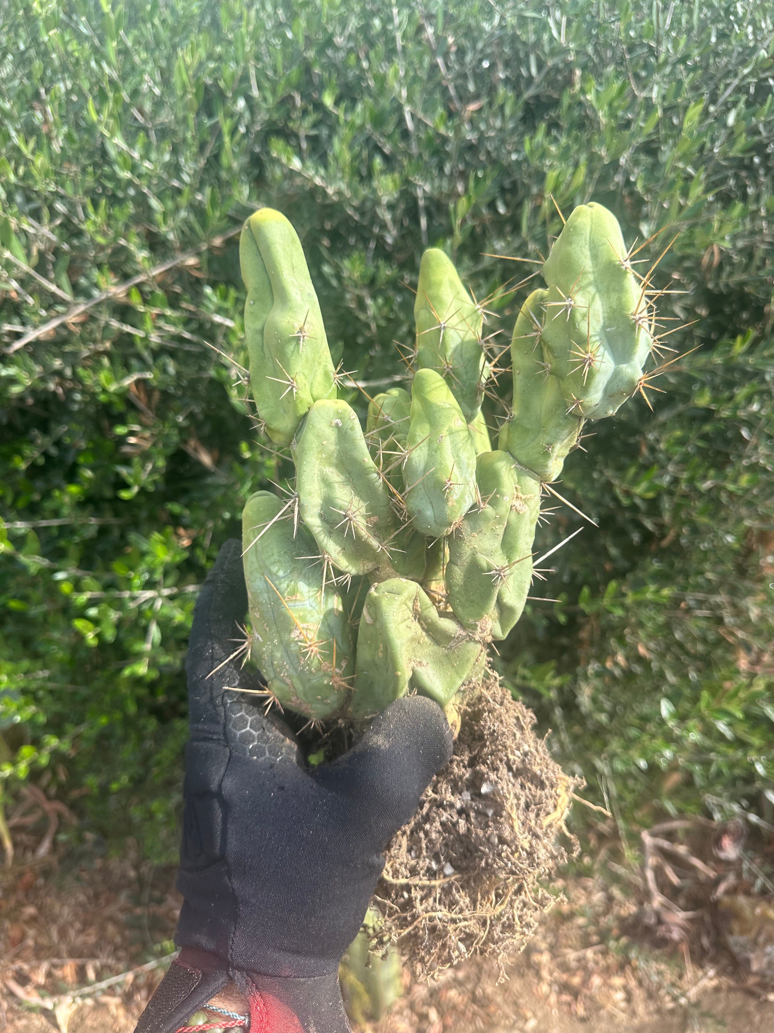 👑🌶️🌶️  TBM  — XXL Rooted Cluster