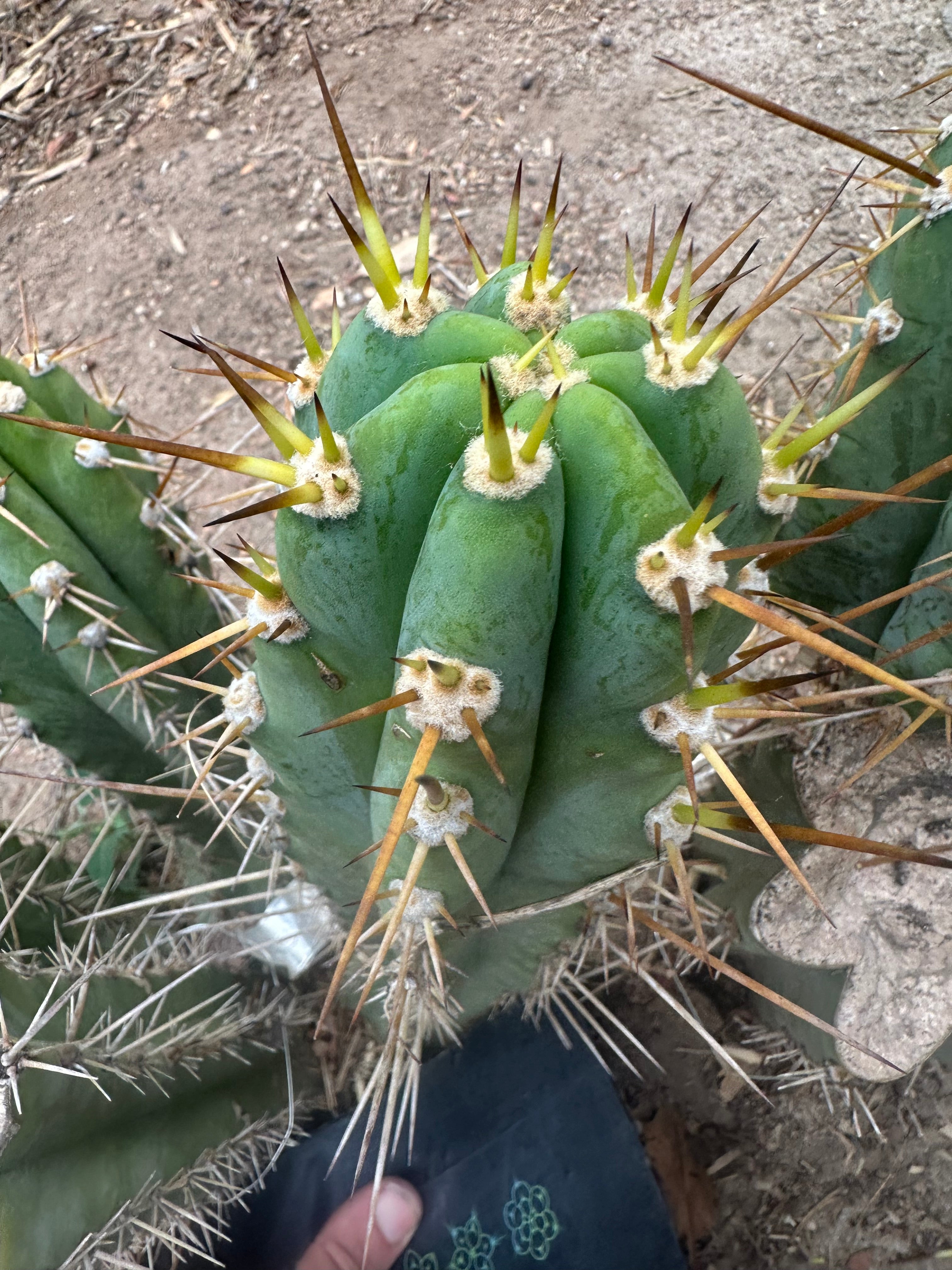 👑 KK242  — 12” Pup