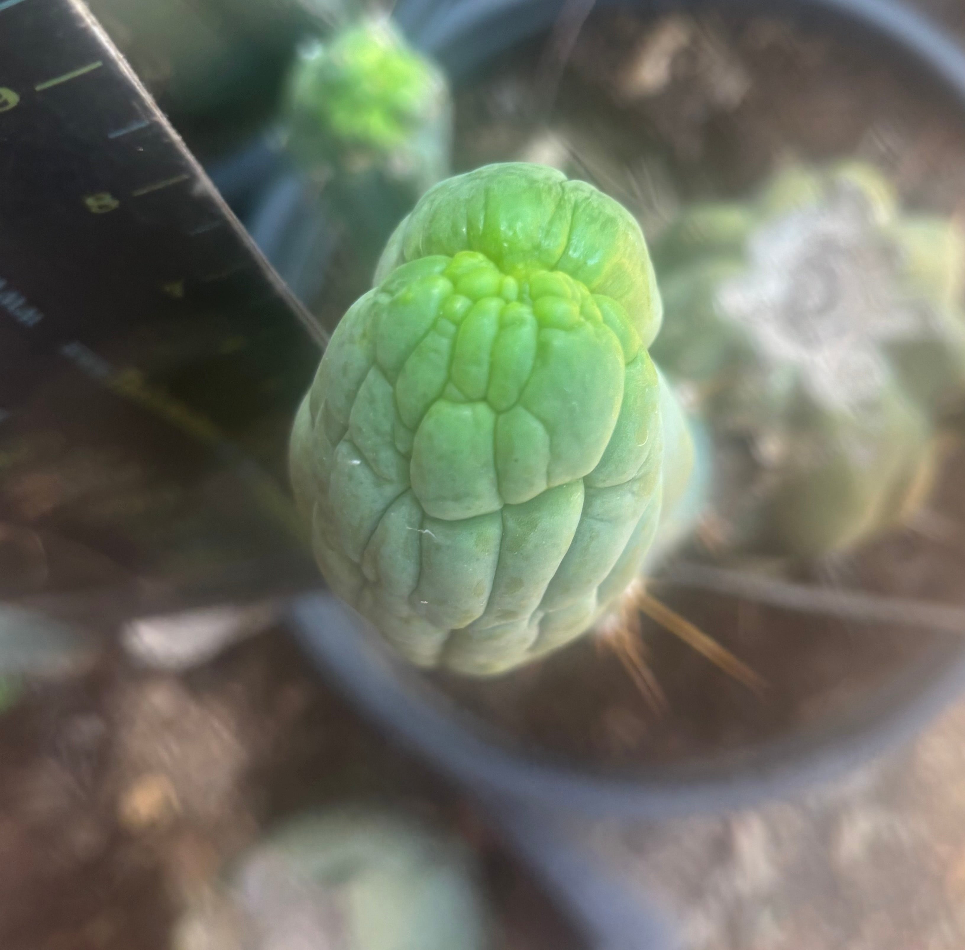 💎👑🐉 Bruce’s Dragon — 9” Pup