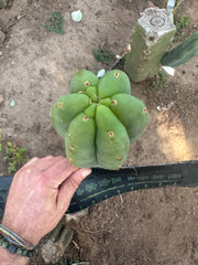 💎👑🌶️ LMP — 9” Tip