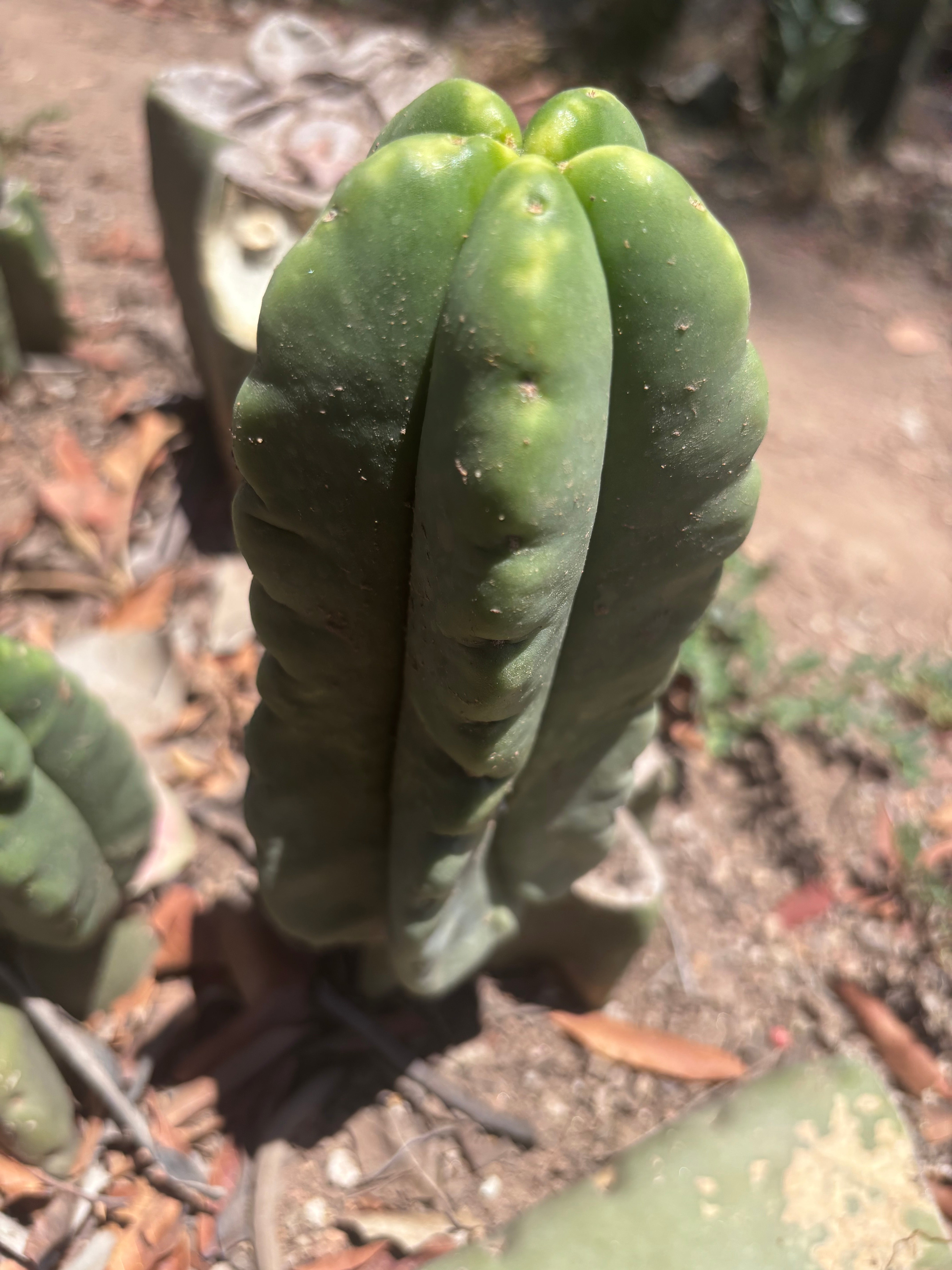 💎👑💎🌶️ Ferah! — 5.5” Pup