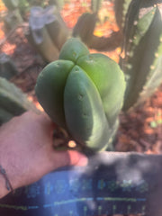 💎👑🌶️ Ferah — Another 8” FourWang Balloon