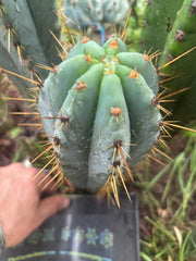 💎👑 Argentinensis “Coopers Clone” — 9” Tip