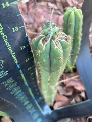 🦄 👑 M Stacker — Fully Rooted Graft
