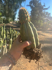 💎👑💎 T. Coquimbanus — Established Tip Graft on Rooted Shine01
