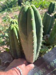 👑🌶️🌶️ Landfill — 11” Pup