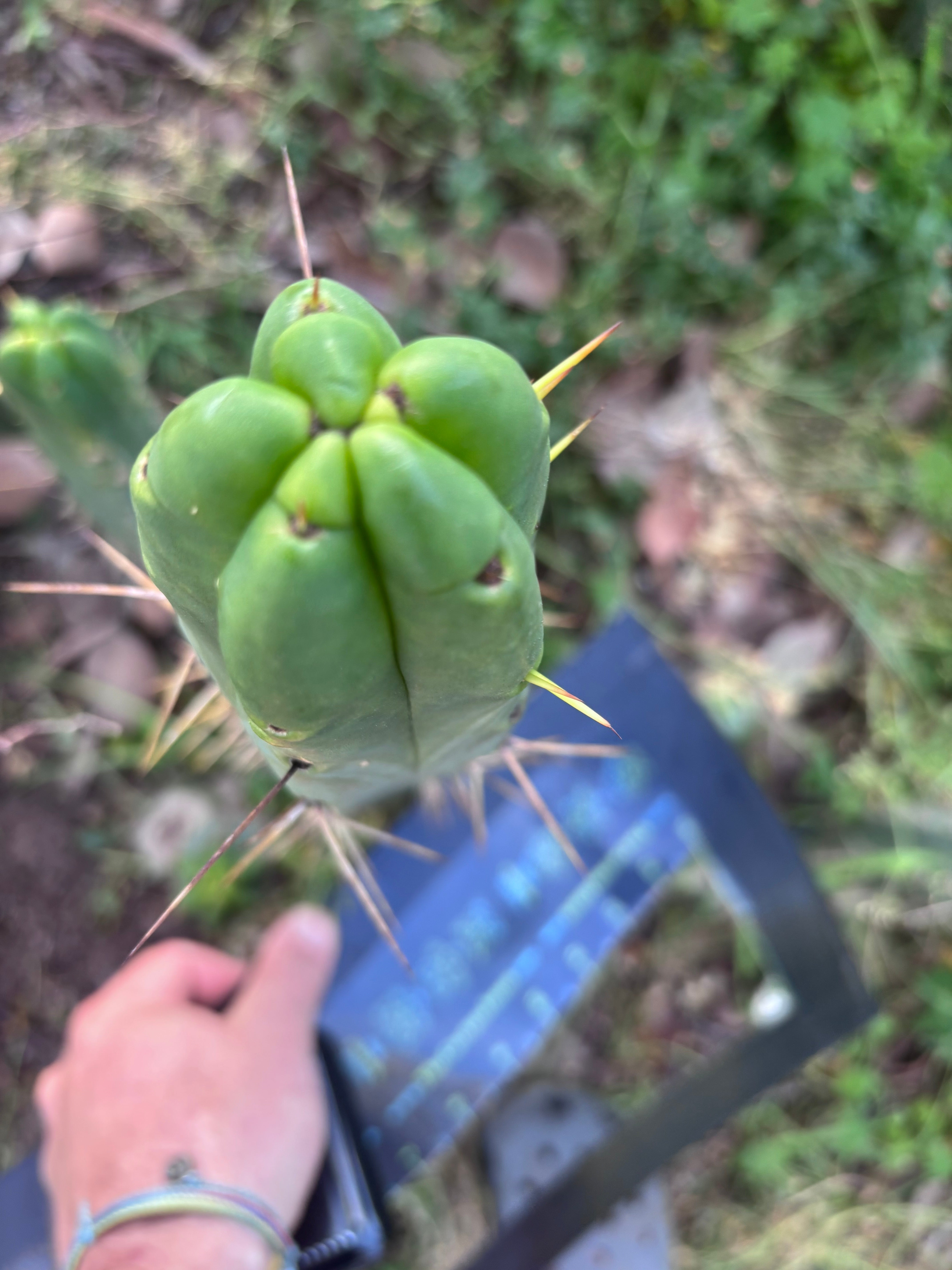 👑🌶️ BBB — XL 14” Tip